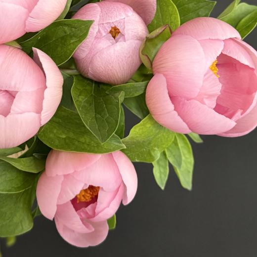 【山东仓现货】顺丰空运包邮  | 软鲑鱼碟（此品种为小花头，介意慎拍） 商品图1