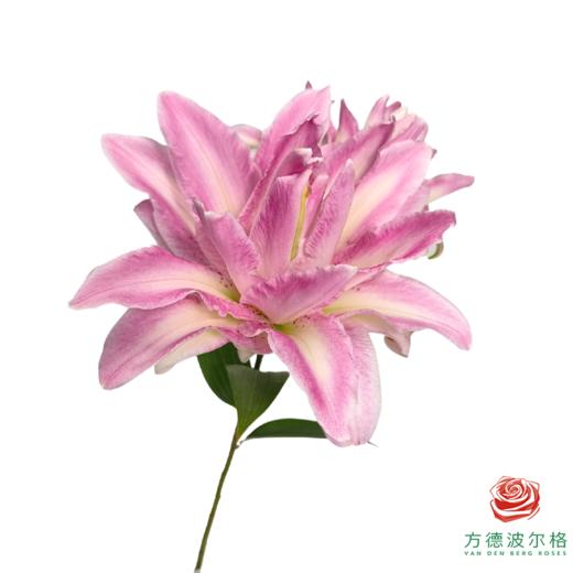 重瓣百合-魔法公主 5枝1扎 商品图2