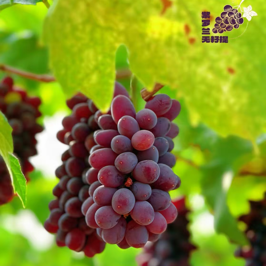 云南诸小沃茉莉香紫罗兰.无籽提 果园现摘现发 新鲜到家