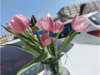 郁金香8支 商品缩略图1