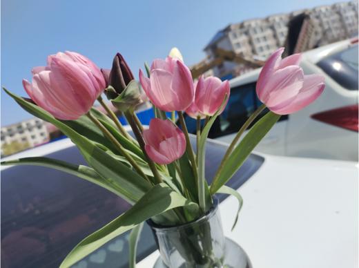 郁金香8支 商品图1