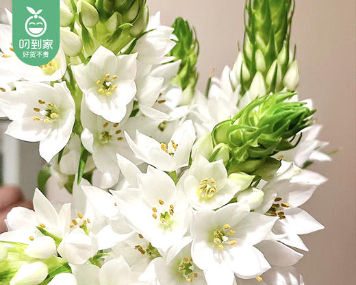 【预售-4月13日配送】白色雀梅花束（10支/束） 商品图2