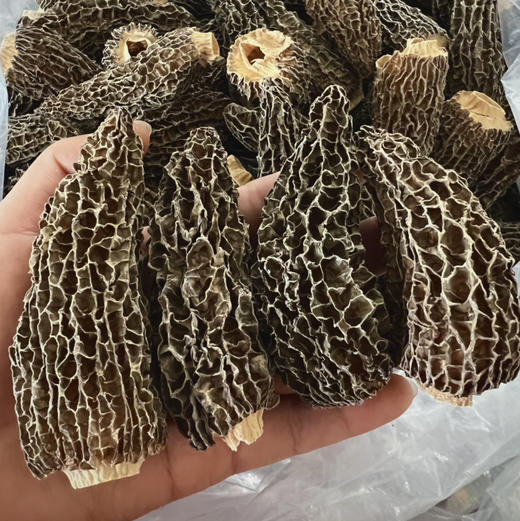 【羊肚菌干品】仿野生种植羊肚菌新货 头茬精品肉厚 无添加 25年头茬新货 商品图5