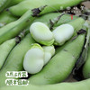 【排单发货】生态带皮蚕豆/胡豆（农场直发-顺丰包邮）｜3斤/5斤装，成都郫都区基地，【原乡农场，自产自销】 商品缩略图5