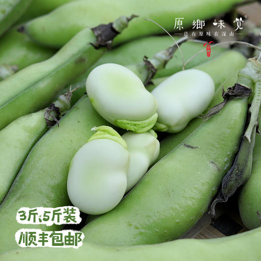 【排单发货】生态带皮蚕豆/胡豆（农场直发-顺丰包邮）｜3斤/5斤装，成都郫都区基地，【原乡农场，自产自销】 商品图5