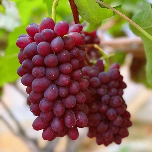 【顺丰包邮】新品尝鲜2斤礼盒69诸小沃紫罗兰·无籽提无核茉莉香葡萄行走的香水炸弹皮薄肉嫩甜而多汁顺丰基地直邮 商品图0