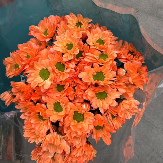 吸色小菊.橘色 商品图0