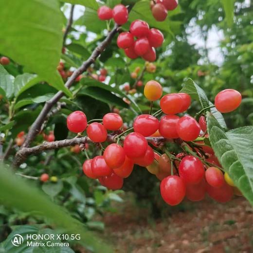 老树樱桃2kg 商品图0