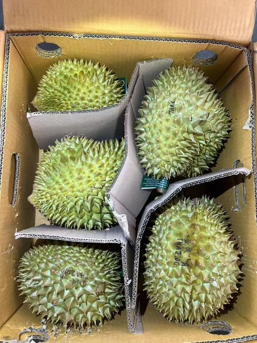 【金凤树熟金枕榴莲】树上熟  皮薄  果肉饱满绵密  榴莲味浓郁  果型好  回味无穷！ 商品图9