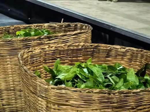 【2025年小户赛头春古树茶】不用冰岛的价格，也能享受冰糖甜 商品图3