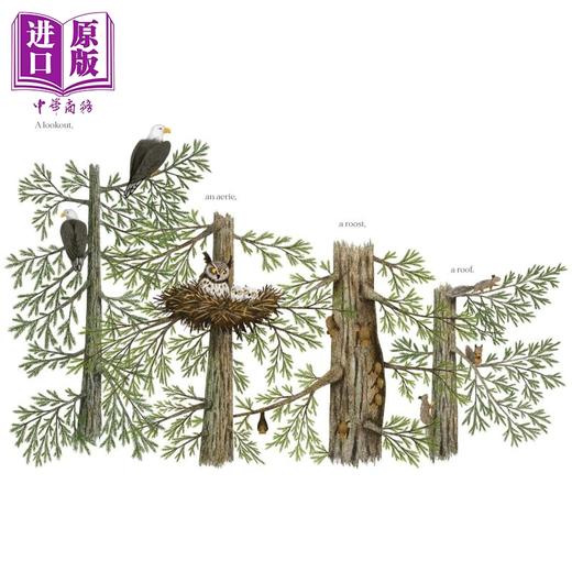 预售 【中商原版】当一棵树倒下时 When a Tree Falls 英文原版 儿童科普知识绘本 探索自然图画书读物 进口童书 精装 6岁以上 商品图3