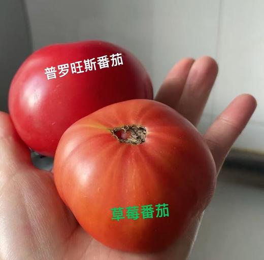 自种番茄5斤装 商品图2