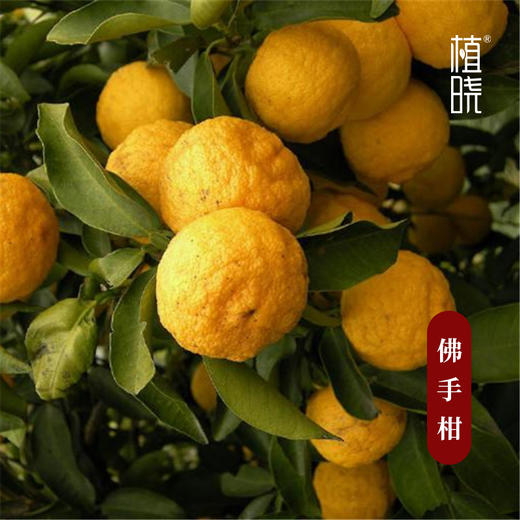 植晓 佛手柑精油 5ml 商品图1