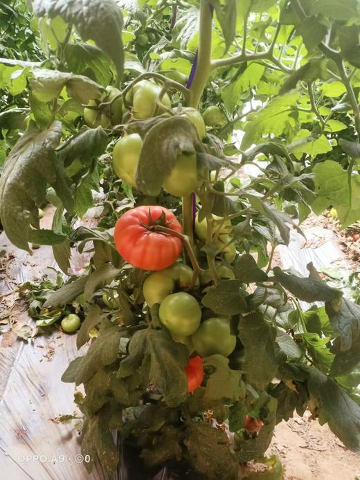 自种番茄5斤装 商品图1