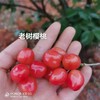 老树樱桃2kg 商品缩略图1