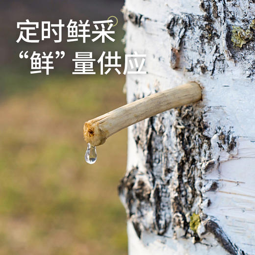 （礼盒装12份）【浓缩桦树汁】12倍浓缩 取汁天然 安全 0添加 商品图5