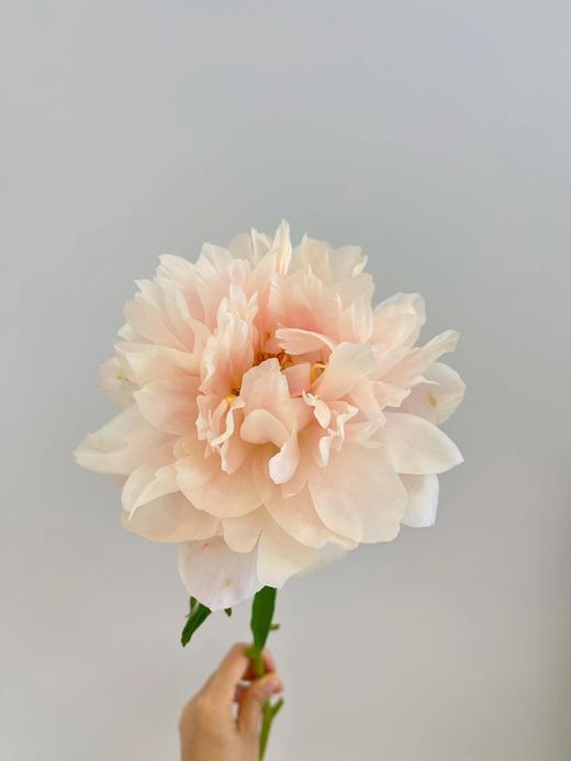 【夏威夷珊瑚芍药.第二件减10元】5支/份  长约40-45cm 商品图9