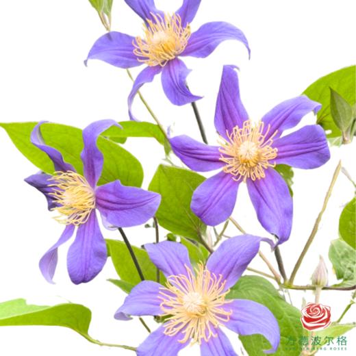 铁线莲 妮娜 商品图0