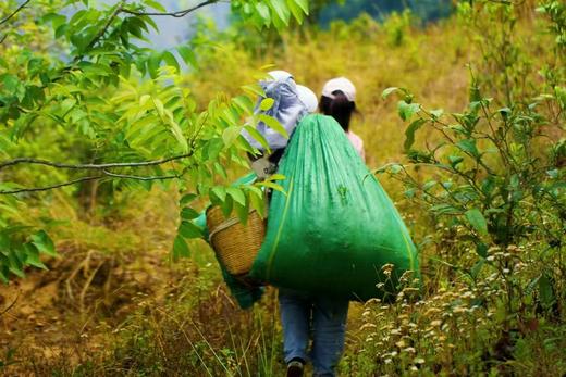 【2025年小户赛头春古树茶】不用冰岛的价格，也能享受冰糖甜 商品图4