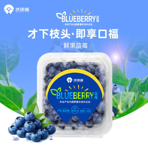国产沃田蓝蓝莓125g*8盒装（果径18mm）【分仓直发，72小时发货，周末节假日不发货】 商品图1