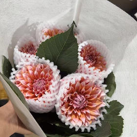 大丽花.奶油桃子