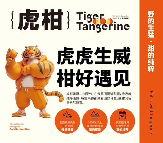 【云南高原虎柑】野得生猛·甜得纯粹‼  一口爆汁，而且纯甜，太好吃啦，一口吃尽柑、桔绝妙口感的神仙水果~ 商品图2