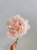 【夏威夷珊瑚芍药.第二件减10元】5支/份  长约40-45cm 商品缩略图8