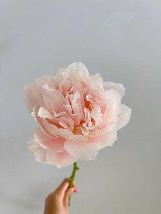 【夏威夷珊瑚芍药.第二件减10元】5支/份  长约40-45cm 商品图8