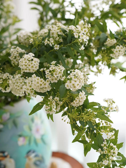 国产花材-【小手球花】 商品图1