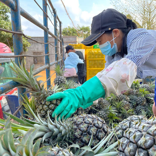 海南手撕凤梨 | 自然成熟，汁水饱满，相比其他凤梨来说甜度要好，比较稀有 商品图5