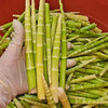 郧西六郎乡新鲜脆嫩竹笋春笋真空包装 500g/袋 商品缩略图0