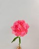 【夏威夷珊瑚芍药.第二件减10元】5支/份  长约40-45cm 商品缩略图3