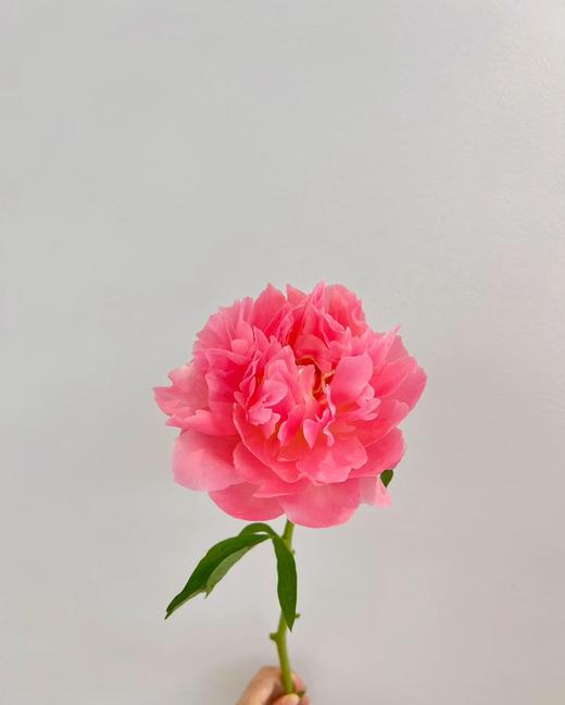 【夏威夷珊瑚芍药.第二件减10元】5支/份  长约40-45cm 商品图3