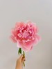 【夏威夷珊瑚芍药.第二件减10元】5支/份  长约40-45cm 商品缩略图5