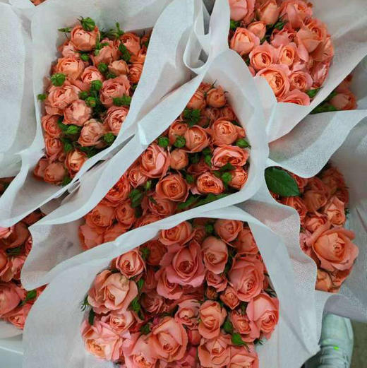 杏色果汁多头玫瑰，自带柔光滤镜，瓶插瞬间提升空间质感3个Level！10支/束 商品图1