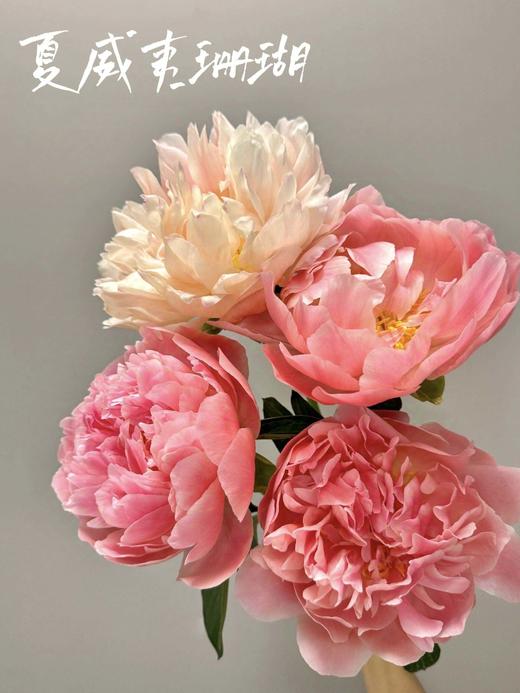 【夏威夷珊瑚芍药.第二件减10元】5支/份  长约40-45cm 商品图1