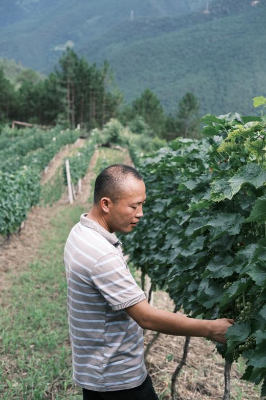 藏云谷酒庄酿酒师隐藏款混酿干白 2023 商品图1