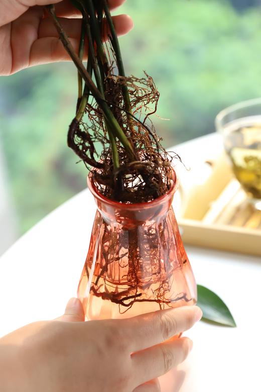 【驱蚊清香竹柏盆栽】10枝💰19.9元再送钻石瓶！基地直发！可水培｜可土培！大棵更驱蚊！单颗最高约30cm‼️天然“蚊香”！ 商品图2