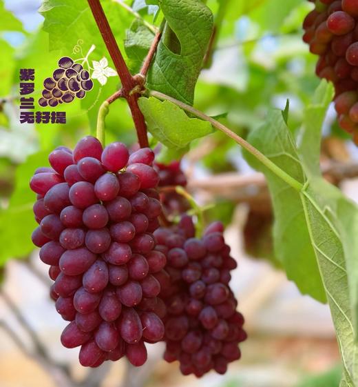 【顺丰包邮】新品尝鲜2斤礼盒69诸小沃紫罗兰·无籽提无核茉莉香葡萄行走的香水炸弹皮薄肉嫩甜而多汁顺丰基地直邮 商品图3