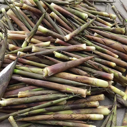 郧西六郎乡新鲜脆嫩竹笋春笋真空包装 500g/袋 商品图3