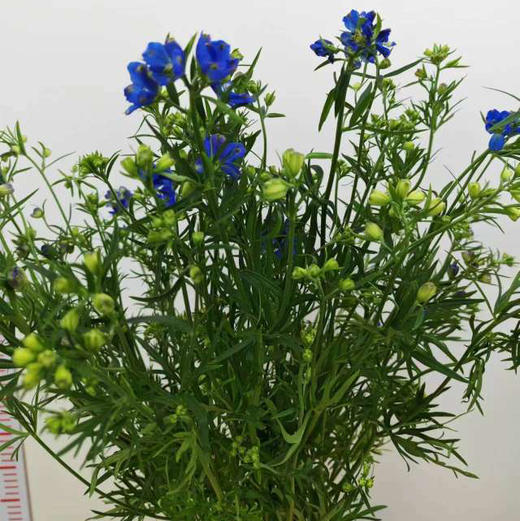 梦幻蓝小飞燕，把整片「蓝色星河」带回家！
冷调雾霾蓝高级感拉满，随手插瓶都是ins风大片，30支/束 商品图2