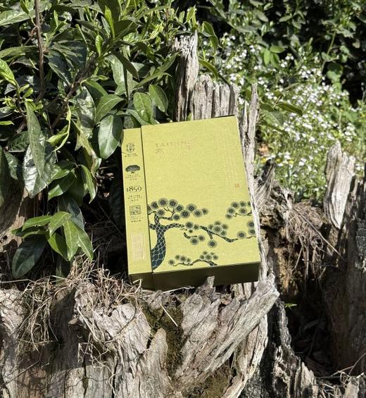 【一级松间照太平猴魁60g】匠心传承 手工捏尖 商品图1