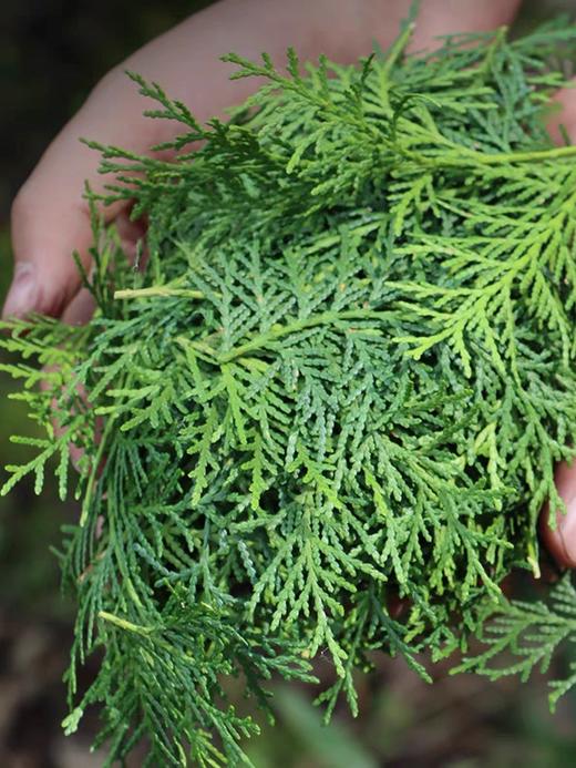 【新品】手工熬制侧柏叶首乌生姜液 商品图3