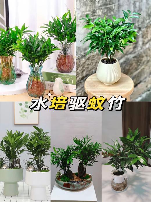 【驱蚊清香竹柏盆栽】10枝💰19.9元再送钻石瓶！基地直发！可水培｜可土培！大棵更驱蚊！单颗最高约30cm‼️天然“蚊香”！ 商品图5