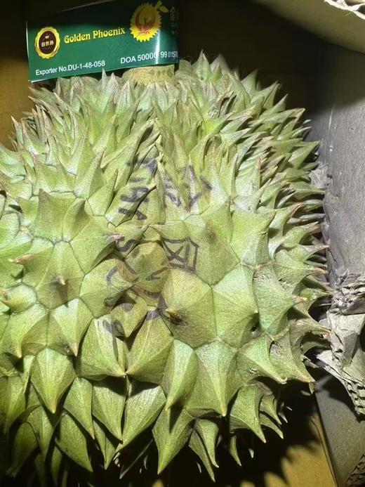 【金凤树熟金枕榴莲】树上熟  皮薄  果肉饱满绵密  榴莲味浓郁  果型好  回味无穷！ 商品图1