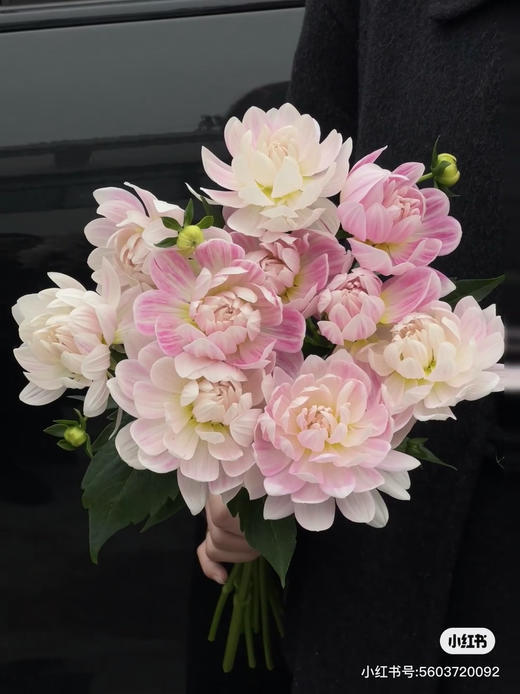 国产大丽花-【凯尔盖安】 商品图0