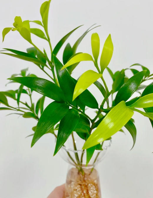 【驱蚊清香竹柏盆栽】10枝💰19.9元再送钻石瓶！基地直发！可水培｜可土培！大棵更驱蚊！单颗最高约30cm‼️天然“蚊香”！ 商品图3