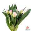【进口郁金香】 超模（粉色单瓣）10枝/扎（长度：35cm） 商品缩略图2