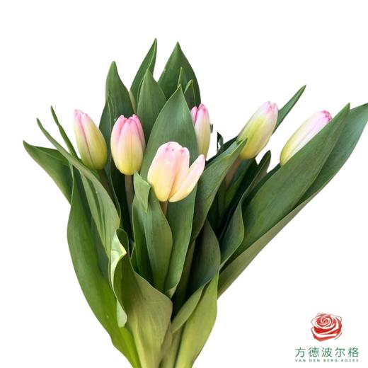 【进口郁金香】 超模（粉色单瓣）10枝/扎（长度：35cm） 商品图2