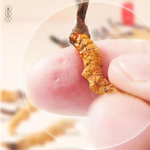 雷允上冻干冬虫夏草10g/盒（-32） 商品图5